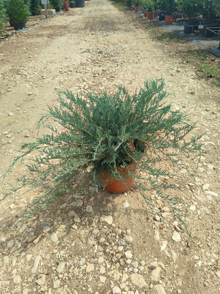 Ginepro Juniperus Pfitzeriana Glauca Vaso 24 cm Conifera Sempreverde
