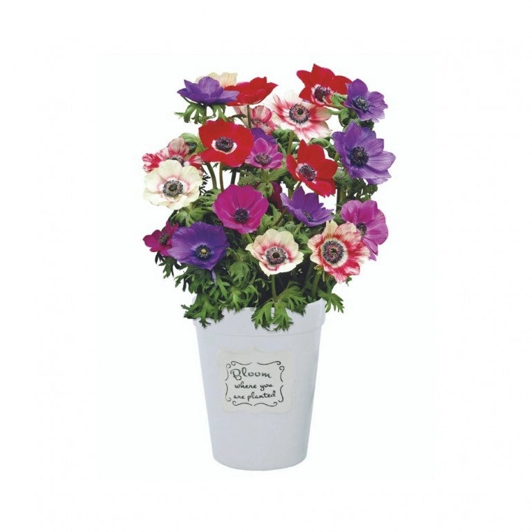 Kit Coltivazione Fiori di Anemoni "De Caen" misti, con vaso in ceramica, terriccio e semi