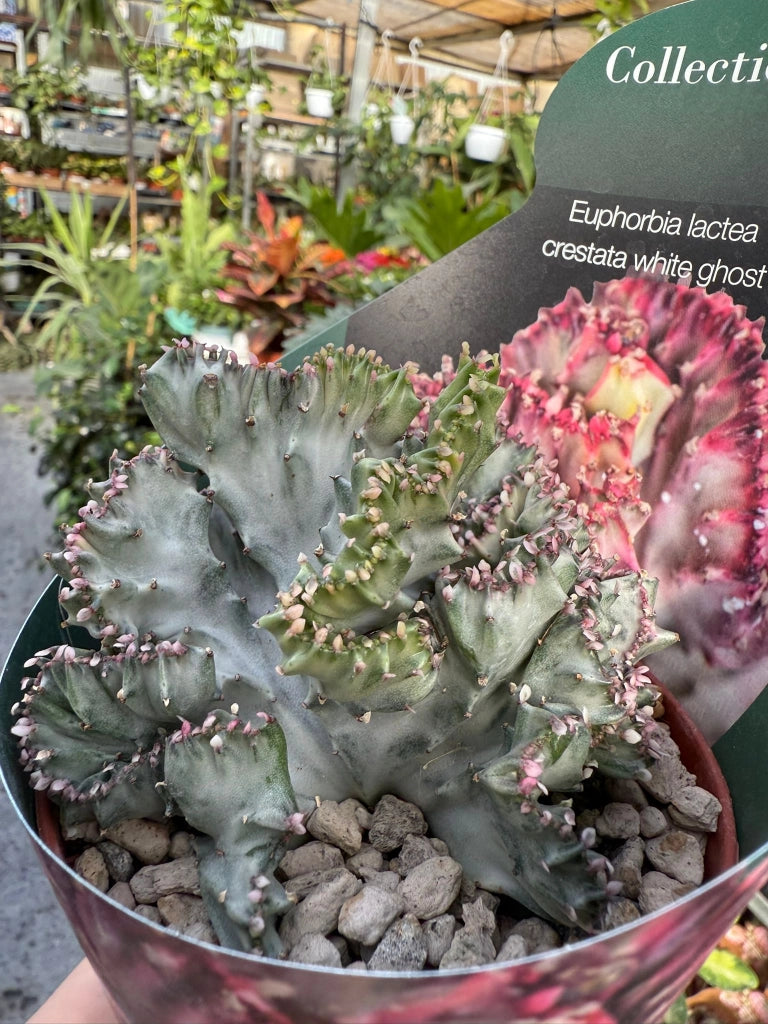 Pianta di euphorbia lactea crestata white ghost succulenta(pianta grassa)vaso 8