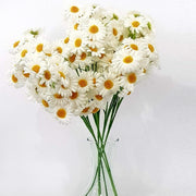 Trade Shop - Margherite Bianche 6 Rami 5 Pezzi Margherita Finte H55cm Artificiali Decorazioni -