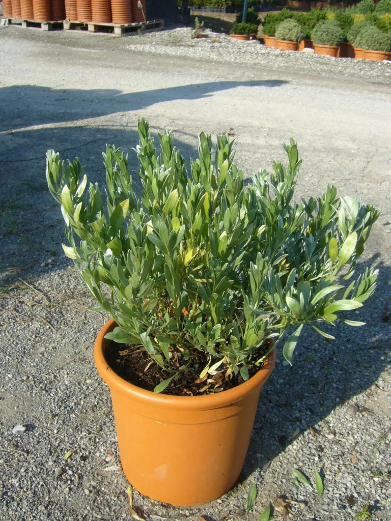Gardenaria Convolvulus cneorum - Arbusto ornamentale da giardino Altezza: 30/35 cm (vaso19)