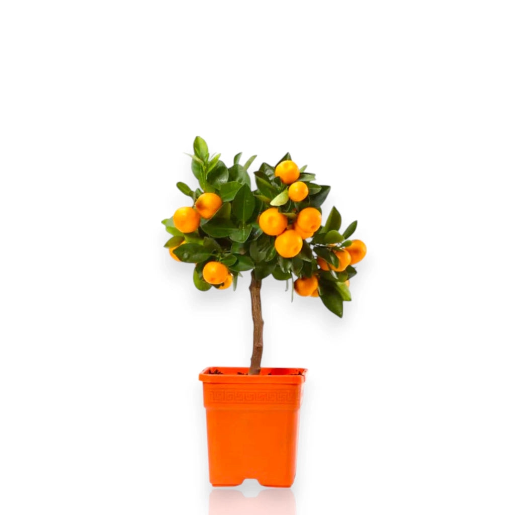 Gardenaria Calamondino - Citrus × microcarpa - Pianta di agrume da frutto in vaso Altezza: 160 cm (vaso 35)