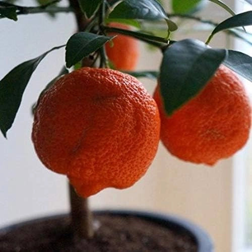 Limone mandarino Limomandarino Limetta Rossa alberetto in vaso 14 cm AMDGarden