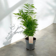 Gardenaria Chamaedorea elegans - Pianta da interno ornamentale Altezza: 95 cm (vaso 20)