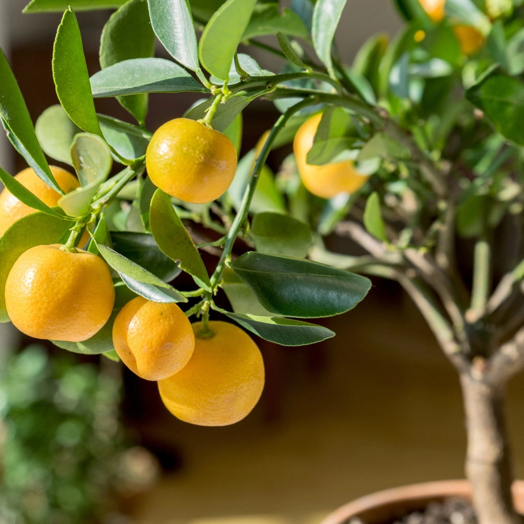 Gardenaria Mandarino - Citrus reticulata - Pianta di agrume da frutto in vaso Altezza: 125/140 cm (vaso26)