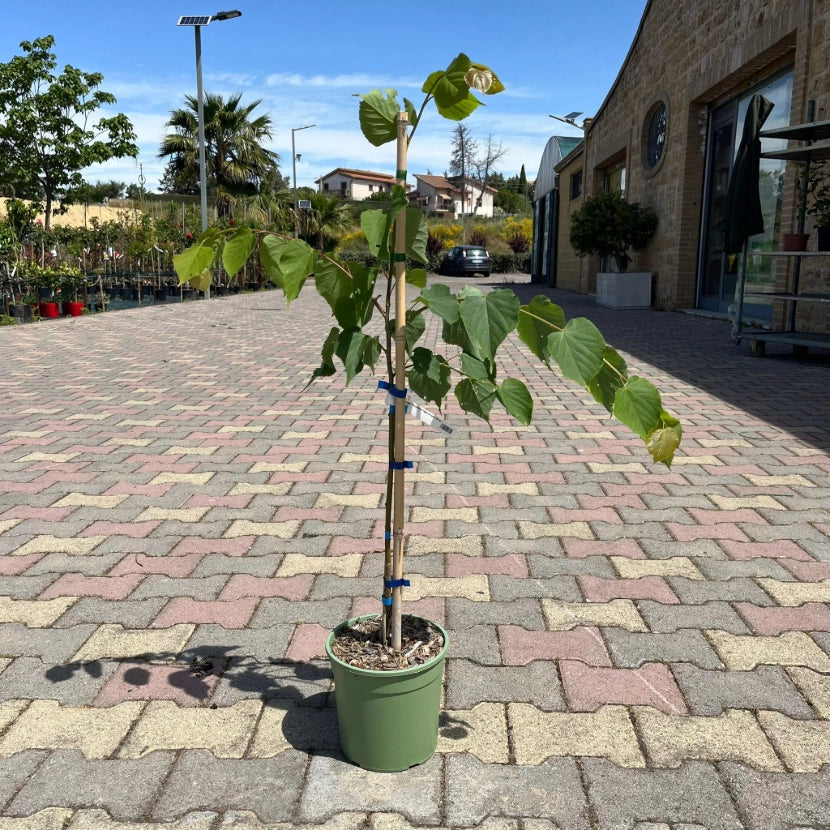 Pianta di Tiglio Tilia cordata fiore profumato h 100 in vaso 18 cm AMDGarden