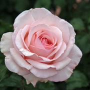 Rosa 'Roberto Capucci' - Pianta di fiore fiori Foto Reali