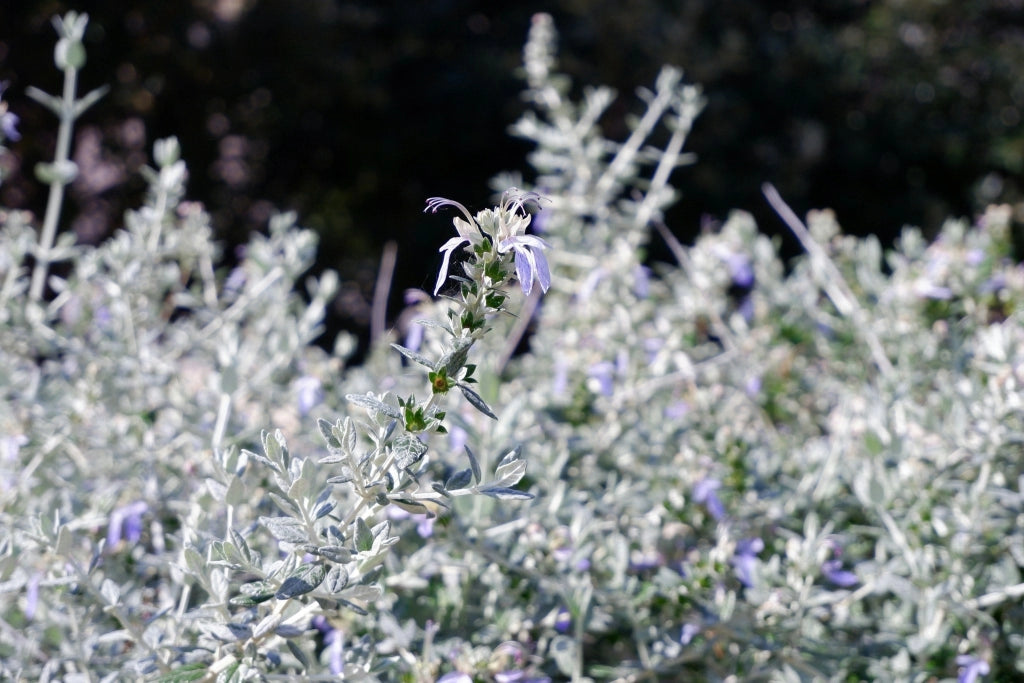 SALVIA CHAMAEDROIDES BLU VASO 24