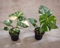 Monstera Thai Constellation vaso 17 cm – Pianta tropicale variegata rara