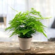 Gardenaria Asparagus setaceus 'Plumosus' - Pianta da interno ornamentale Altezza: 45 cm (vaso 15)