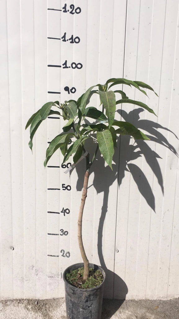 Pianta di Mango Kensington Mangifera Indica foto reali H 140cm