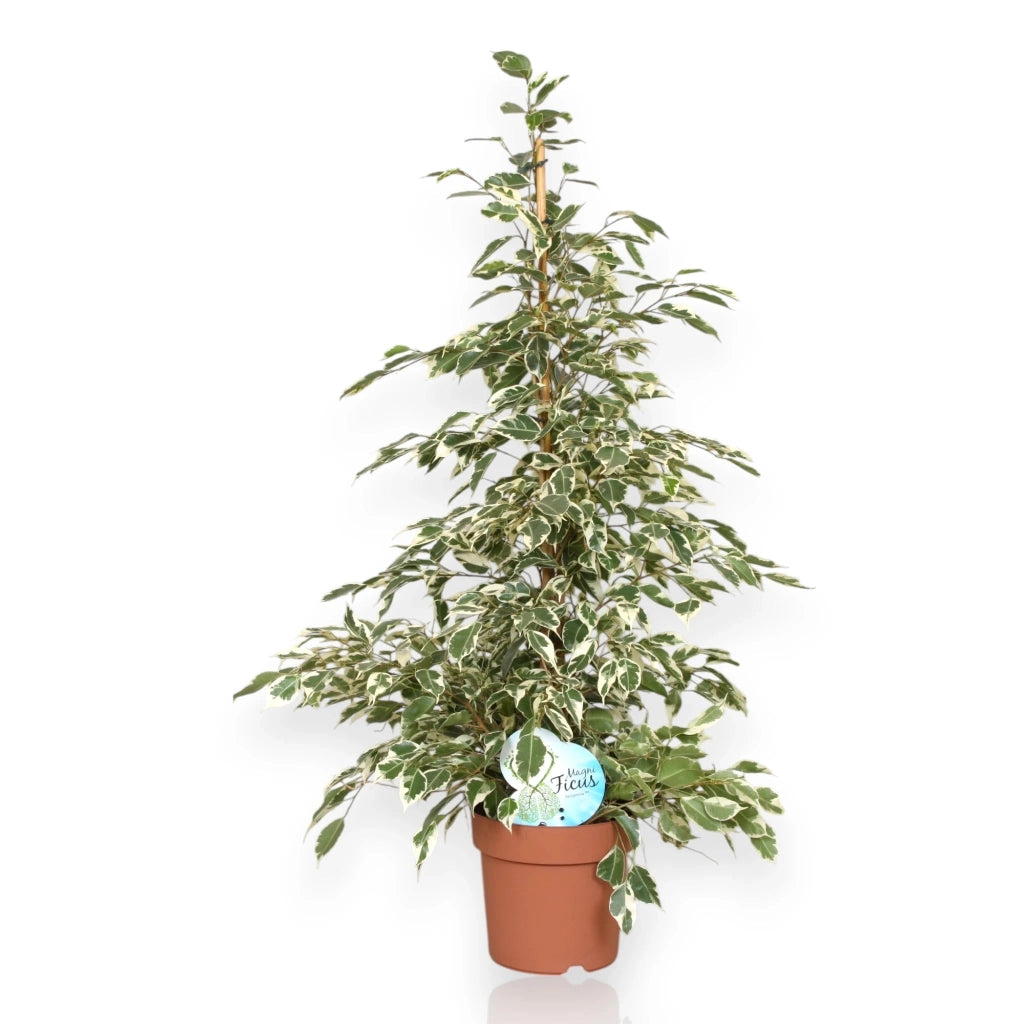 Gardenaria Ficus benjamina 'Twilight' - Pianta da interno ornamentale Altezza: 140 cm (vaso 27)