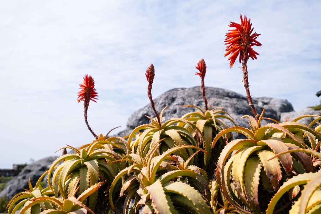 Aloe Ferox Feroce Vaso 24 cm Succulenta Arborescente a Rosetta