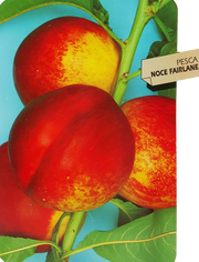Pianta di Pesco Noce Prunus persica var. nucipersica Polpa Gialla, molto soda