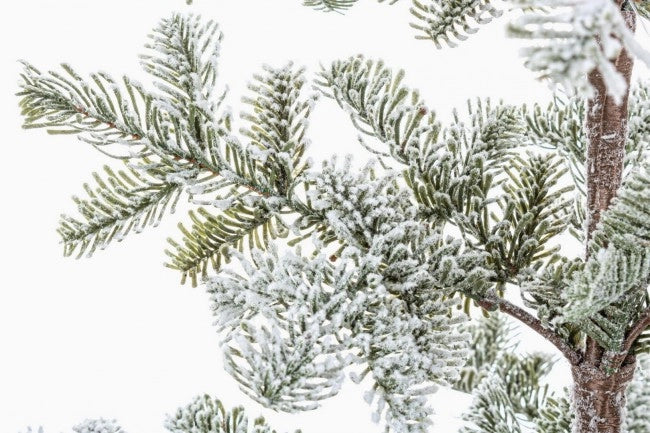 Pino Peralba innevato H113