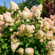 Gardenaria Ortensia - Hydrangea Paniculata 'Phantom' - Pianta acidofila ornamentale da esterno Altezza: 40/50 cm (vaso19)