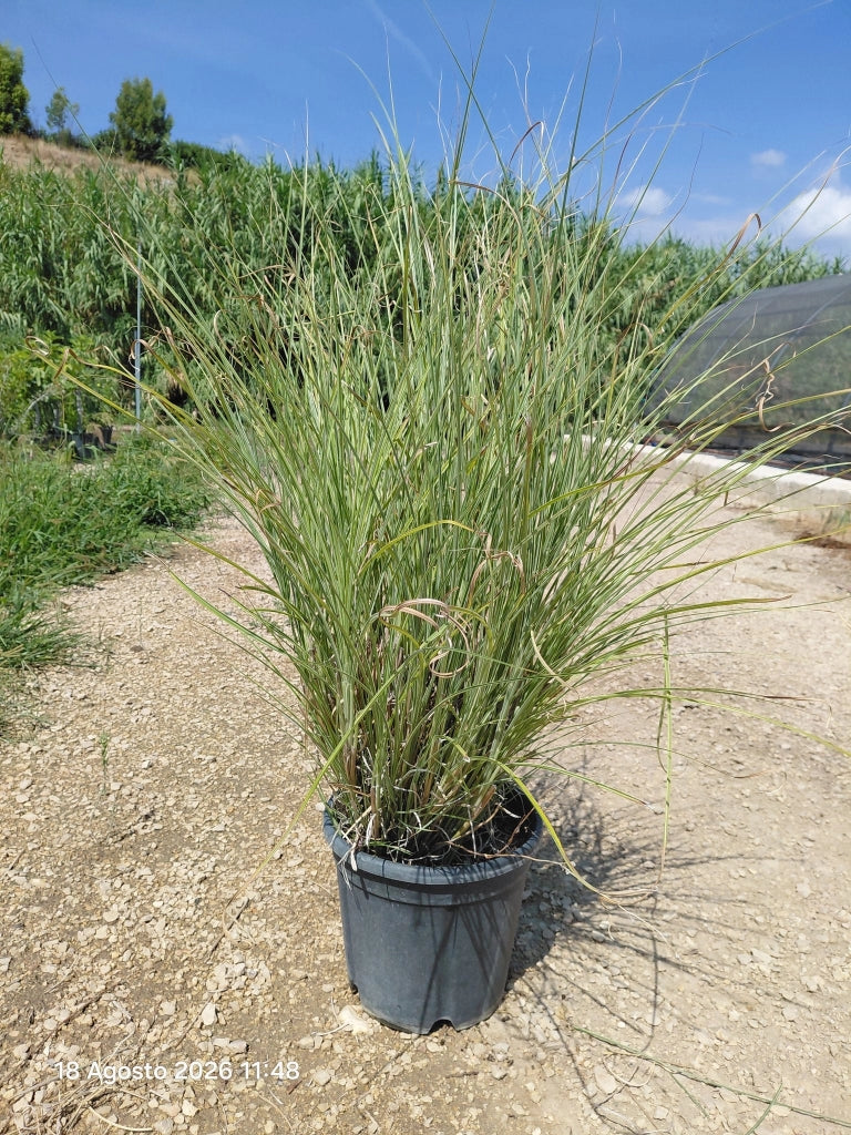 MISCANTHUS MORNING LIGHT VASO 30