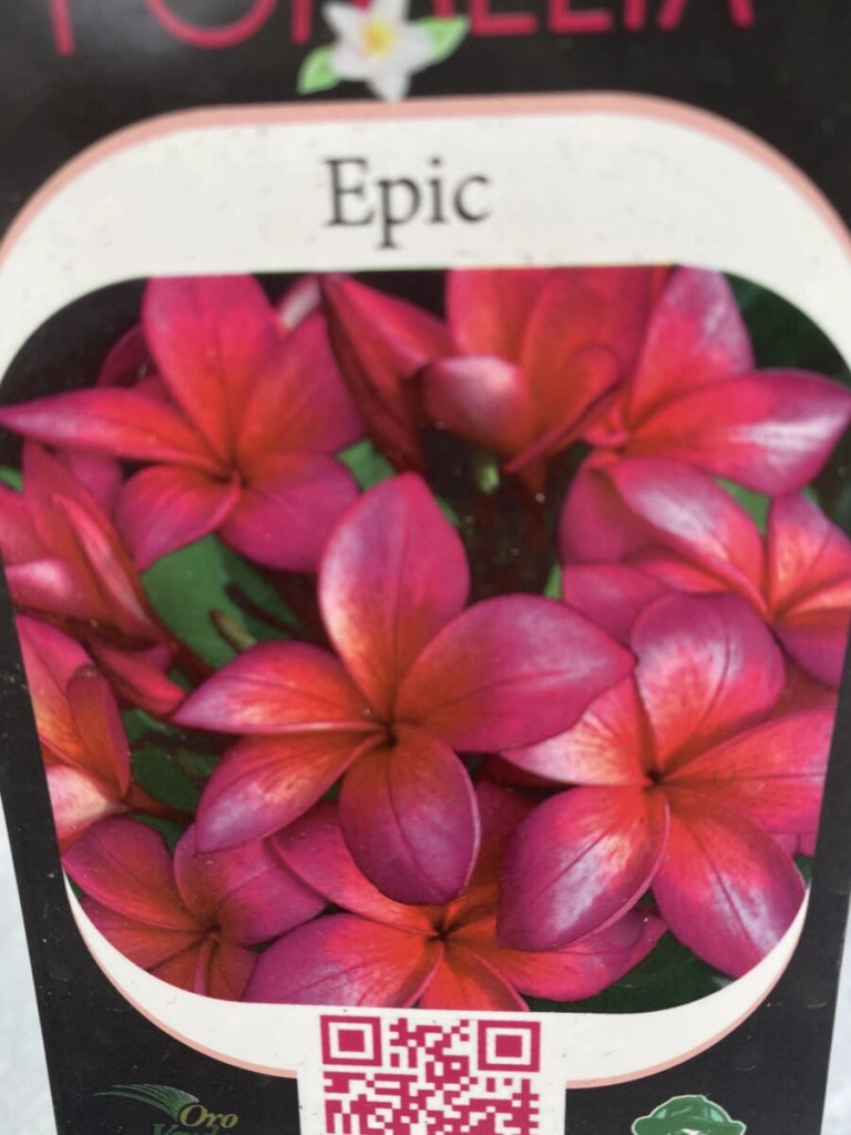 Pianta di plumeria frangipane 'Epic', vaso 15cm h 50cm, foto reale