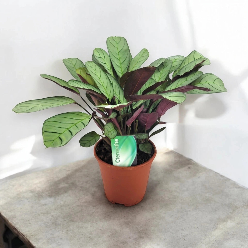 Gardenaria Ctenanthe burle-marxii 'Amagris' - Pianta da interno ornamentale Altezza: 20 cm (vaso 12)