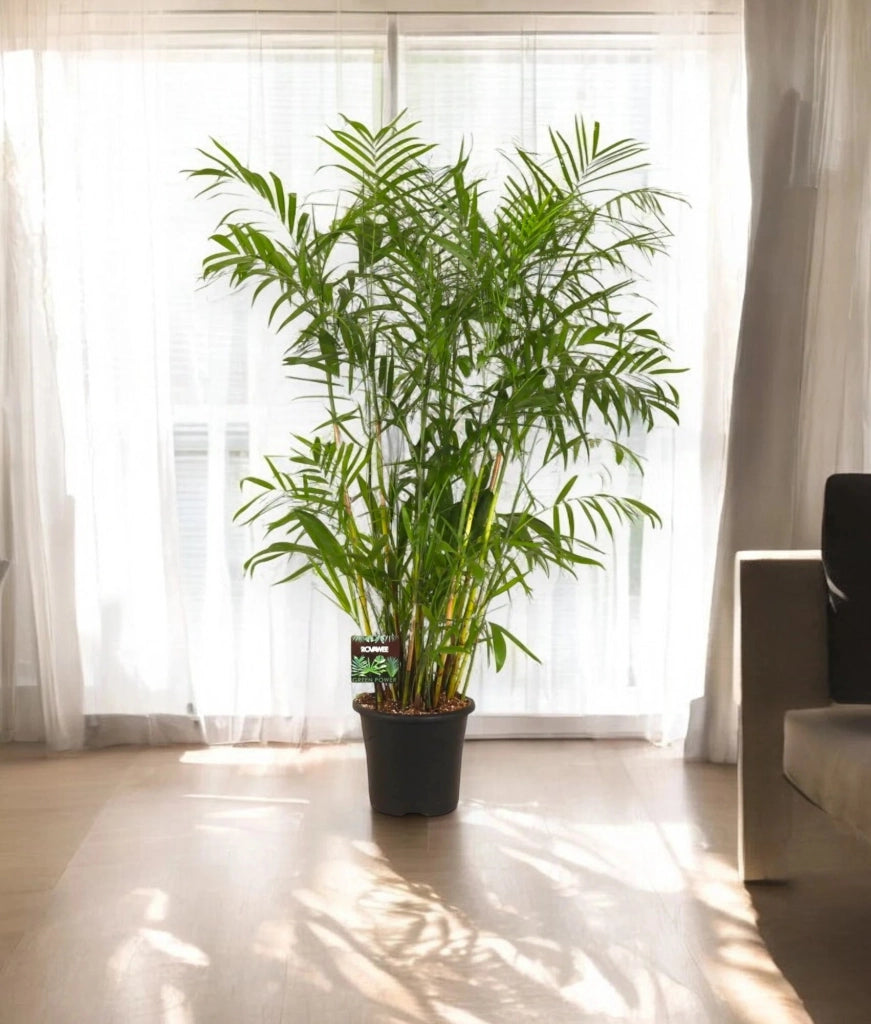 Gardenaria Chamaedorea seifrizii - Pianta da interno ornamentale Altezza: 160 cm (vaso 27)