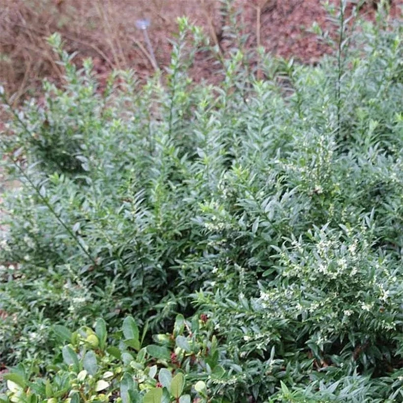Gardenaria Sarcococca ruscifolia - Arbusto ornamentale da giardino Altezza: 50/70 cm (vaso19)
