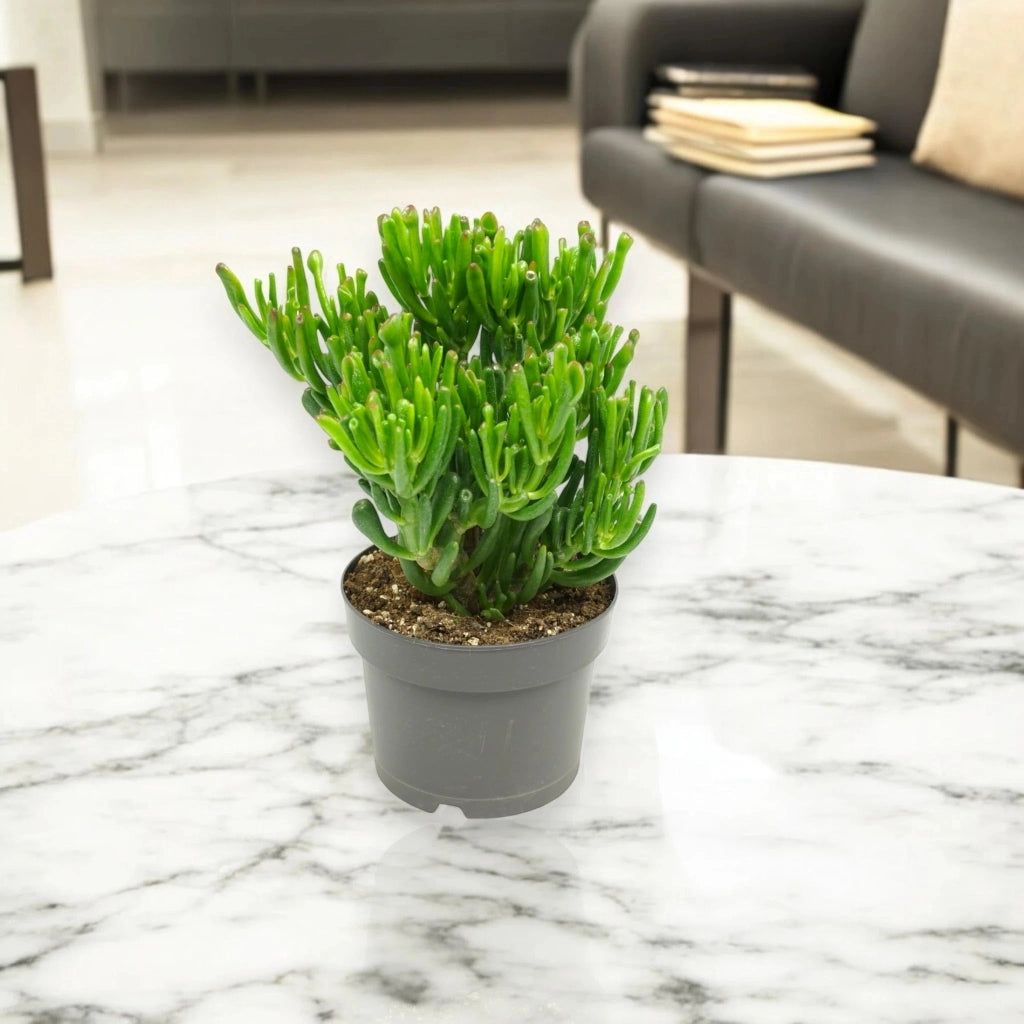 Gardenaria Crassula ovata 'Gollum' - Pianta da interno ornamentale Altezza: 25 cm (vaso 17)