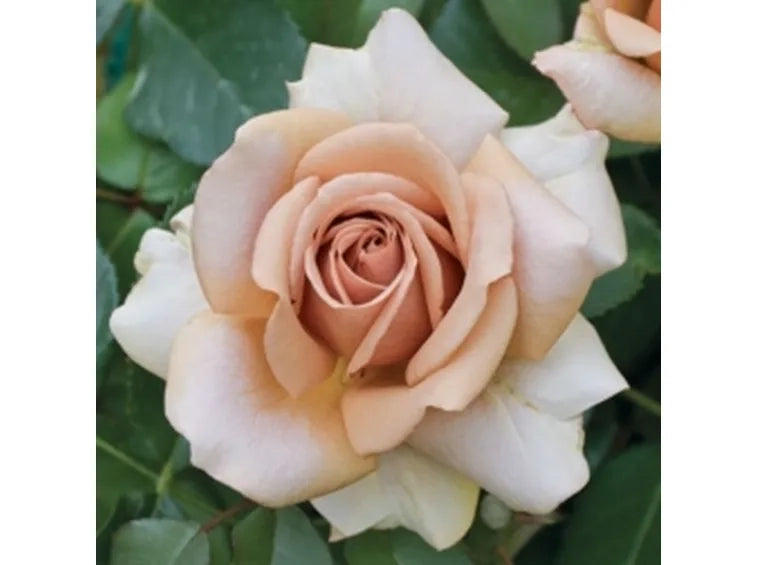 Rosa Mokarosa: eleganza dai toni caffè e fioritura raffinata e originale