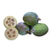 Pianta di FEIJOA Acca sellowiana in VASO 24 CM frutto commestibile AMDGarden