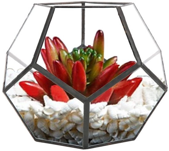 Vaso per piante in vetro geometrico - vasca per piante grasso e decorativa 

Modello: 
Dimensioni: 
Capacità: 
Materiali: vetro 
Colore: 
Dimensioni del contenitore: 
Altezza: 
Diametro: 
Peso: 
Colore del contenitore: