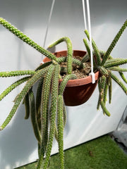 Aporocactus Flagelliformis Coda di Topo pianta grassa pendente foto reali