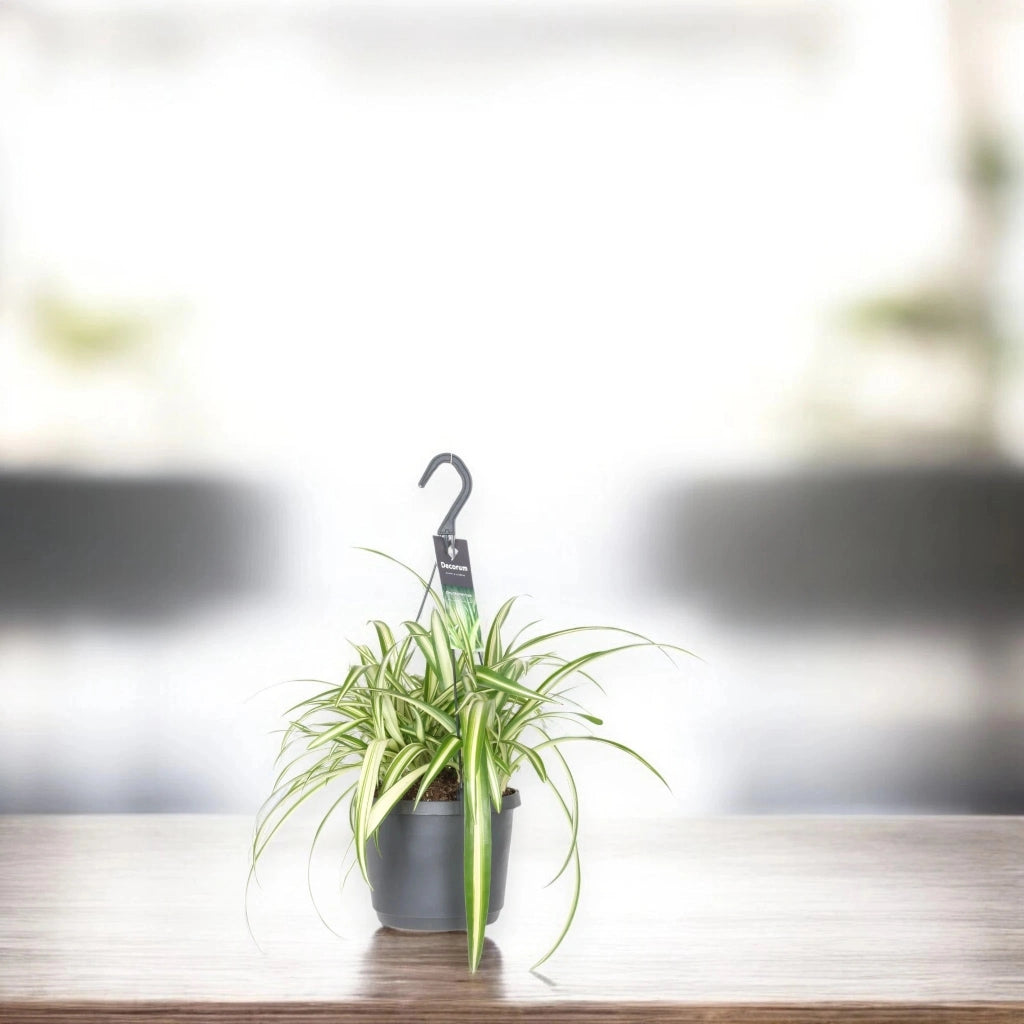 Gardenaria Chlorophytum comosum 'Variegatum' - Pianta da interno ornamentale Altezza: 30 cm (vaso 17)