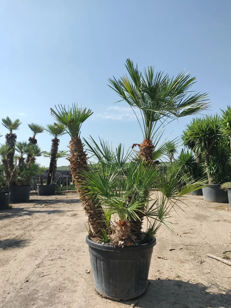 Palma Nana Chamaerops Humilis Vaso 70 cm Tronco 90/110 cm Sempreverde