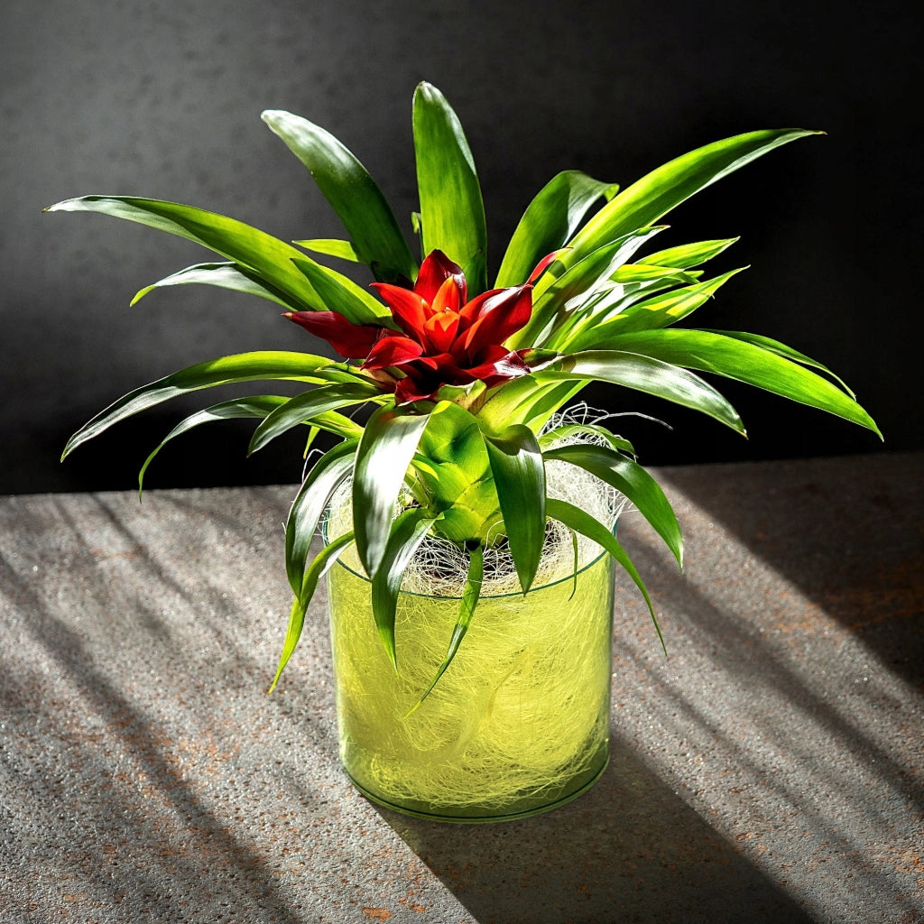 Vaso da fiori KADAX rotondo in plastica, 12,5 cm, verde