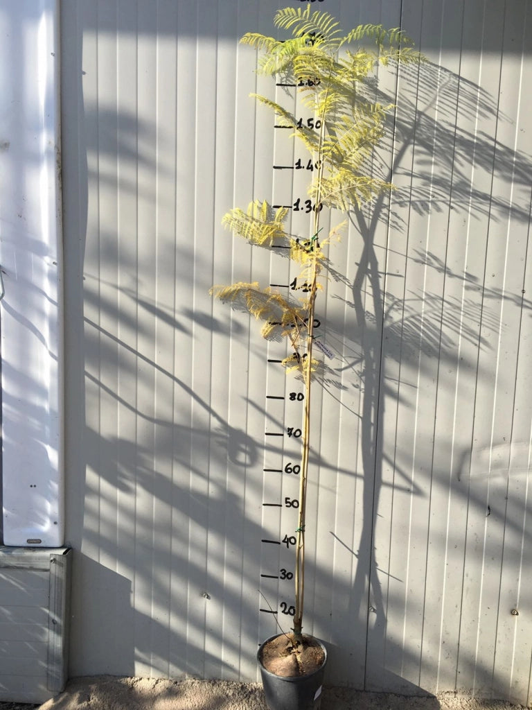 Jacaranda mimosifolia (Albero Glicine) vaso 18cm H 130CM