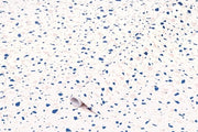 Foglia per Mobili Terrazzo Neo - Foglia Decorativa Autoadesiva per Cucina e Bagno - 67,5 cm x 2 m