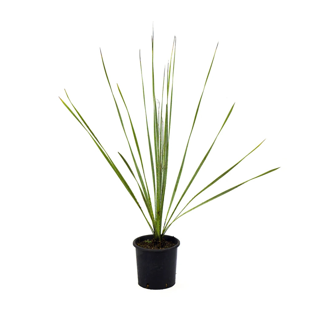 Dasylirion acrotrichum – Pianta ornamentale elegante per giardini mediterranei
