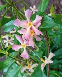 Trachelospermum asiaticum "Pink Shower" falso gelsomino rosa H 130cm