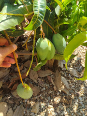 Pianta di Mango Coconut Cream – Varietà Tropicale dal Gusto Dolce e Cremoso