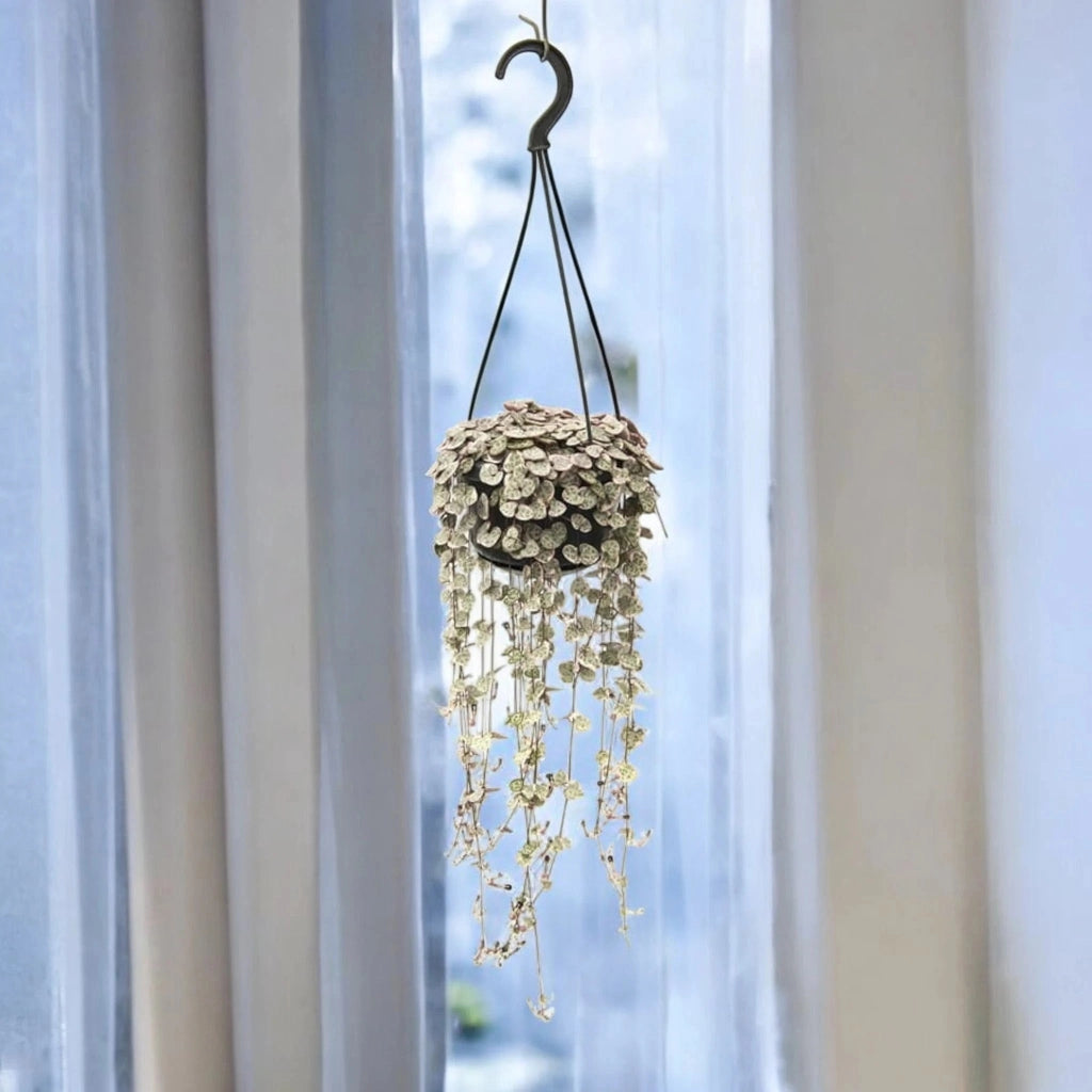 Gardenaria Ceropegia woodii variegata - Pianta da interno ornamentale Altezza: 20 cm (vaso 8)