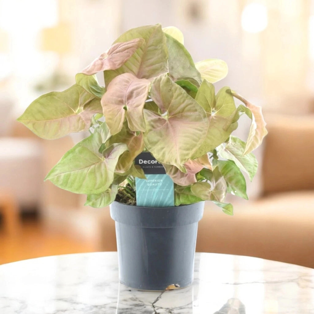 Gardenaria Syngonium 'Red heart' - Pianta da interno ornamentale Altezza: 30 cm (vaso 14)