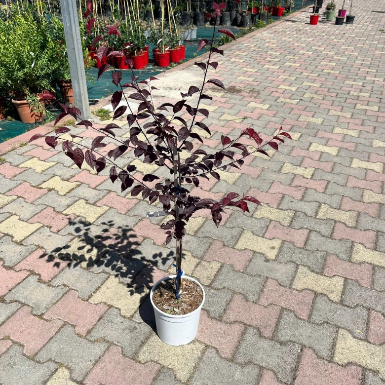 PRUNUS PISSARDI Ciliegio da fiore ROSA a alberello vaso16 H80CM FOTO REALE