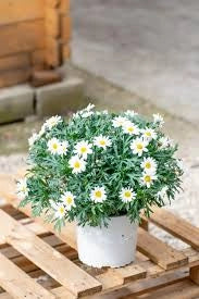 Margherita in Vaso 18 cm – Altezza 30 cm, Fioritura Abbondante