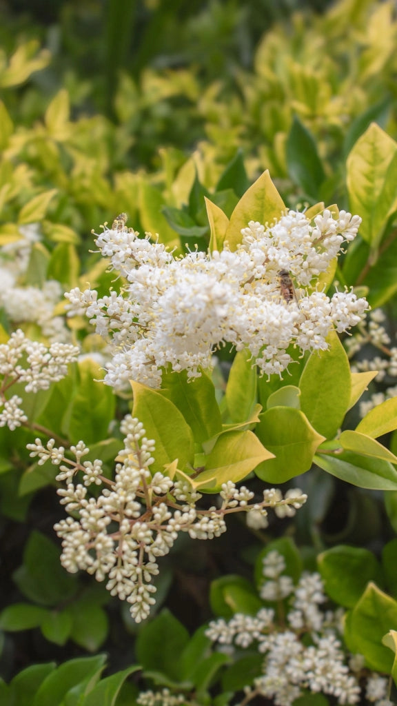 LIGUSTRUM TEXANO (LIGUSTRO) VARIEGATO VASO 24