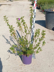ALYOGINE (IBISCO AZZURRO) VASO 24