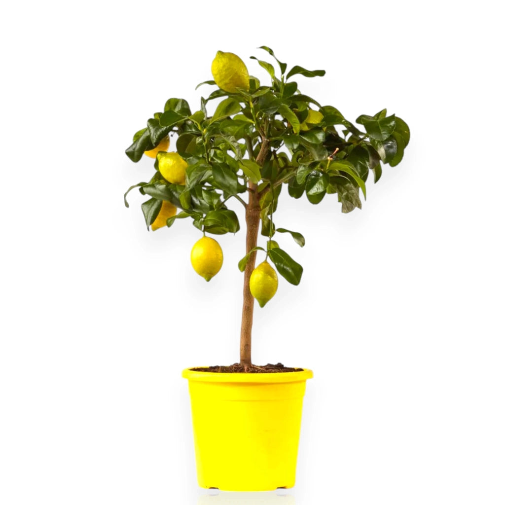 Gardenaria Limone Zagara Bianca - Citrus limon 'Zagara Bianca' - Pianta di agrume da frutto in vaso Altezza: 160 cm (vaso 35)