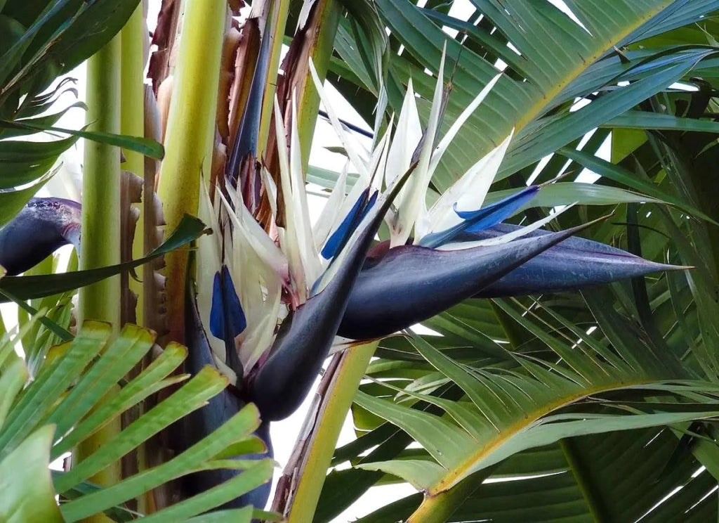 Gardenaria Strelitzia augustae - Pianta da interno ornamentale Altezza: 80 cm (vaso 21)