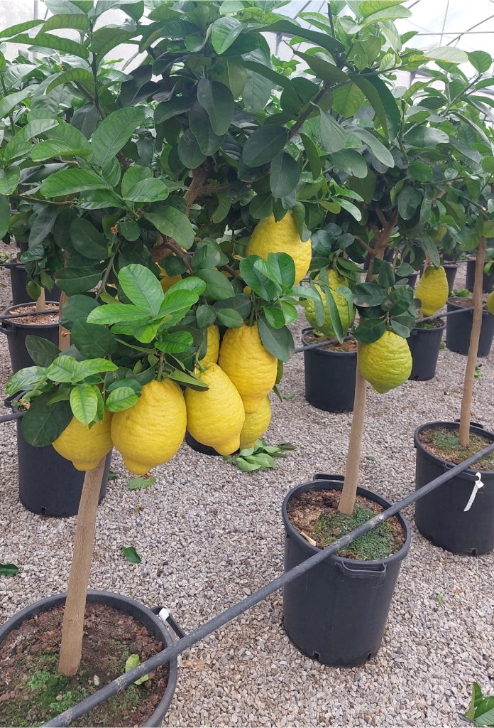 Gardenaria Cedro - Citrus medica - Pianta di agrume da frutto in vaso Altezza: 70/80 cm (vaso 22)
