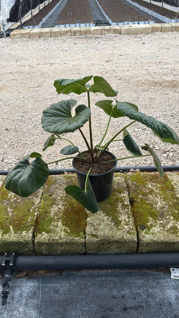 FARFUGIUM JAPONICUM GIGANTEUM VASO 24