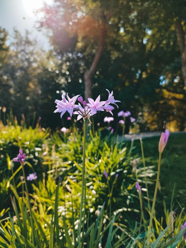 TULBAGHIA VIOLACEA (AGLIO SOCIETARIO) VASO 18