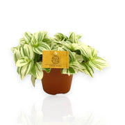 Gardenaria Tradescantia cerinthoides Brightness - Pianta da interno ornamentale Altezza: 25 cm (vaso 15)